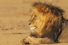 Black-maned lion male resting in the morning sun of the Kalahari Desert, southern Africa Art Print